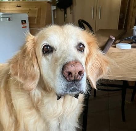 Amy from Honeycreek - Searching for a new home