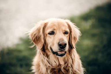 Bailey