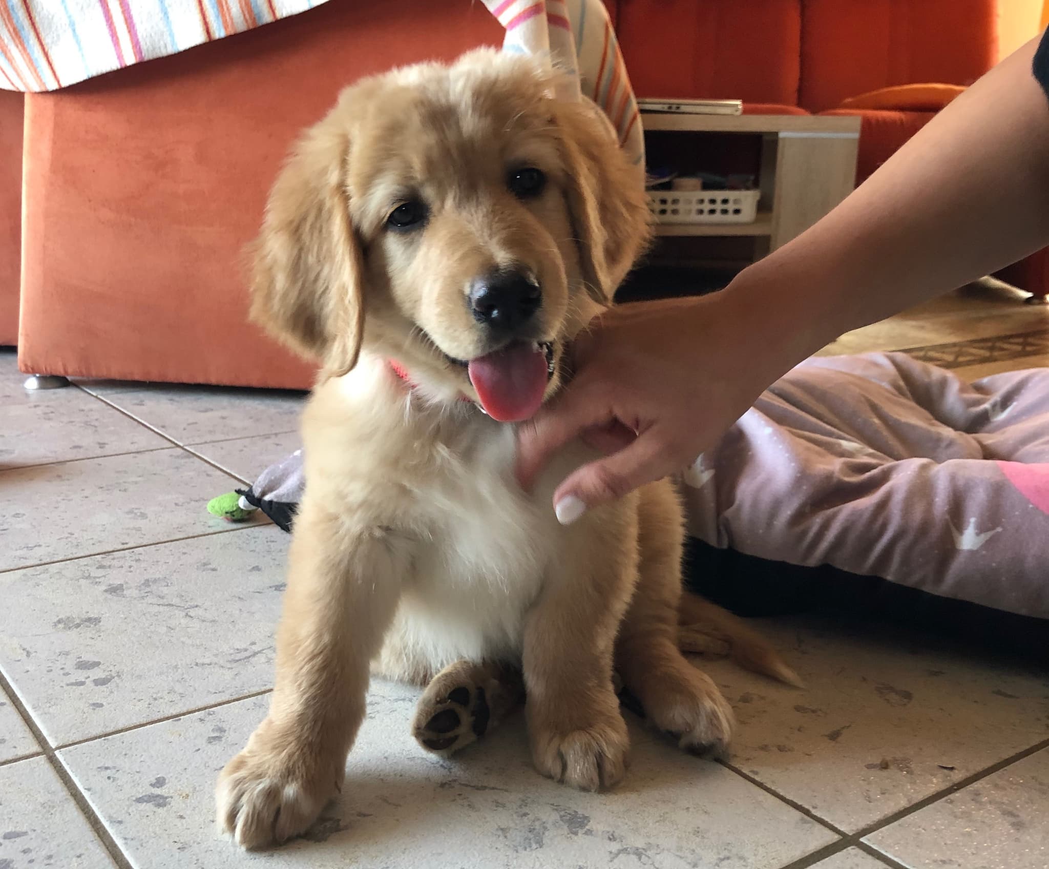 Bailey /images/hunde/bailey/images/20190725_Bailey_03.jpg