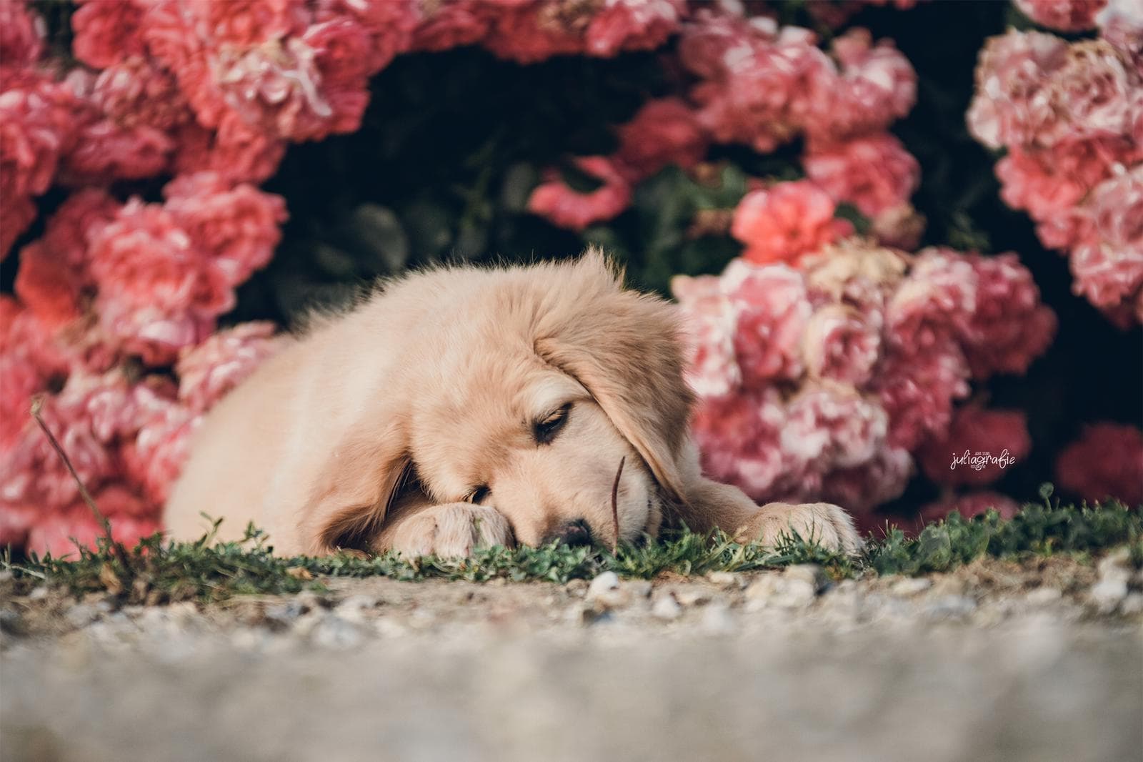 Bailey /images/hunde/bailey/images/20191122_Bailey010.jpg