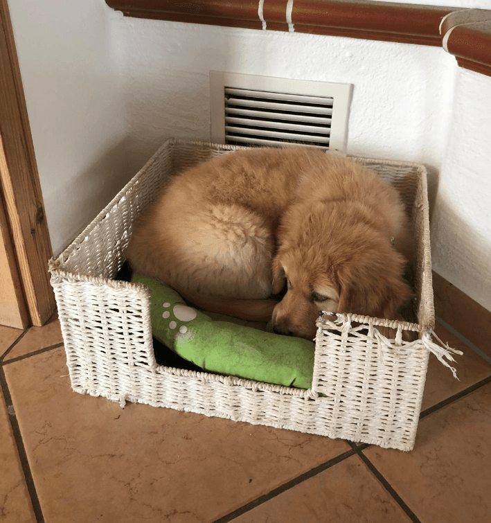Bailey /images/hunde/bailey/images/20191122_Bailey02.png