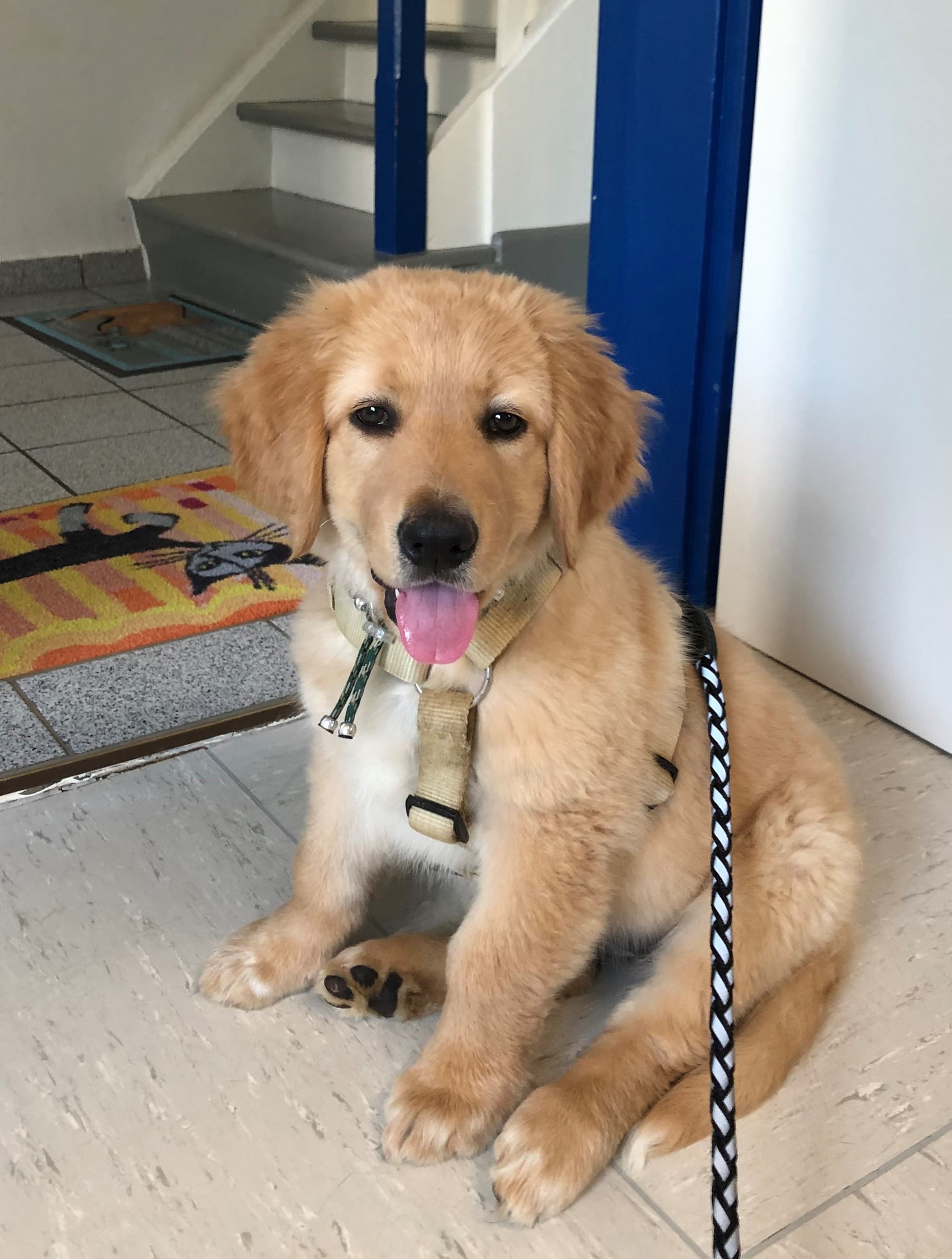 Bailey /images/hunde/bailey/images/20191122_Bailey03.jpg