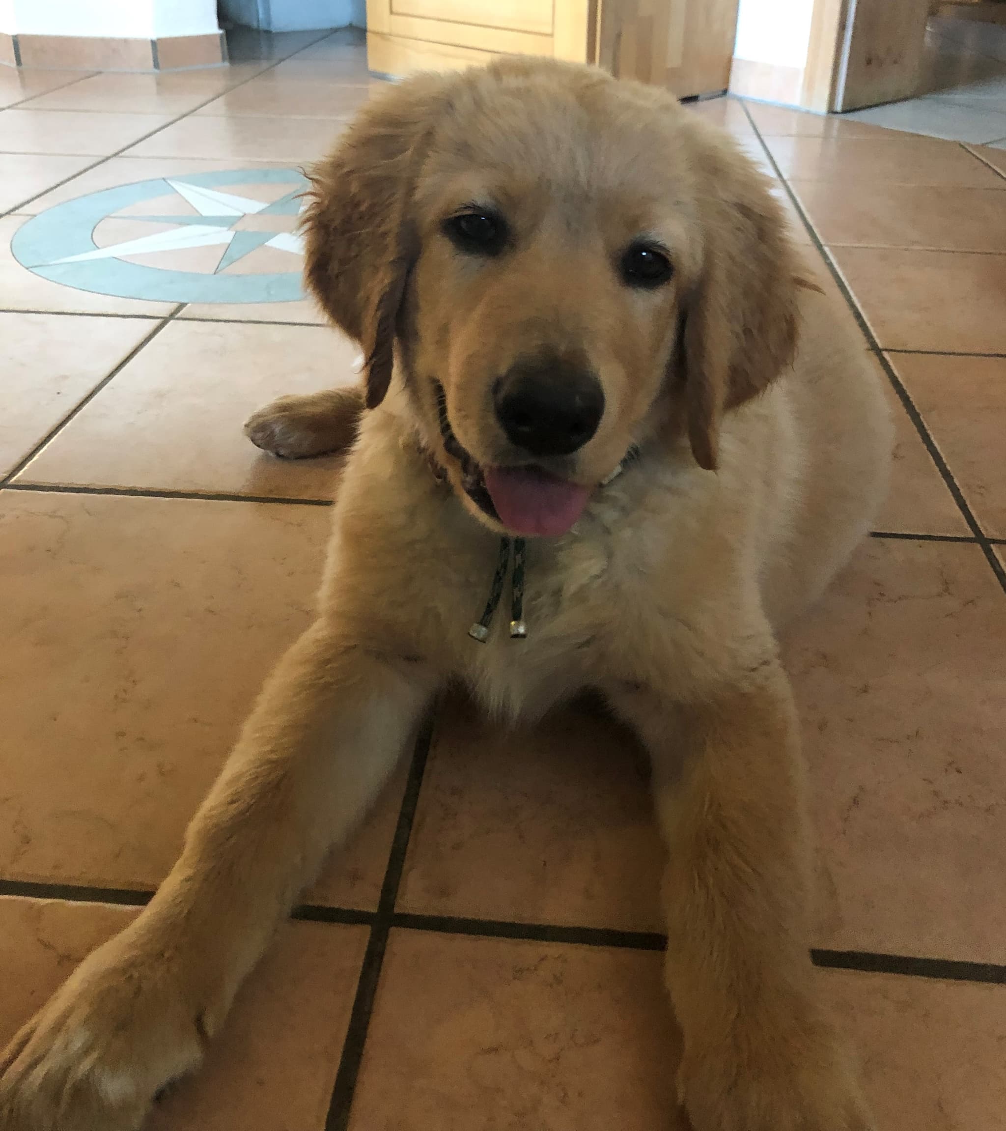 Bailey /images/hunde/bailey/images/20191122_Bailey04.jpg