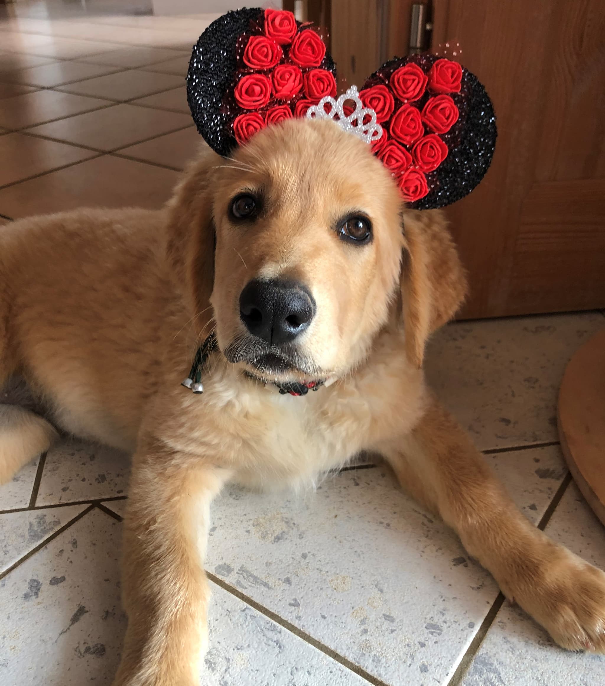 Bailey /images/hunde/bailey/images/20191122_Bailey06.jpg