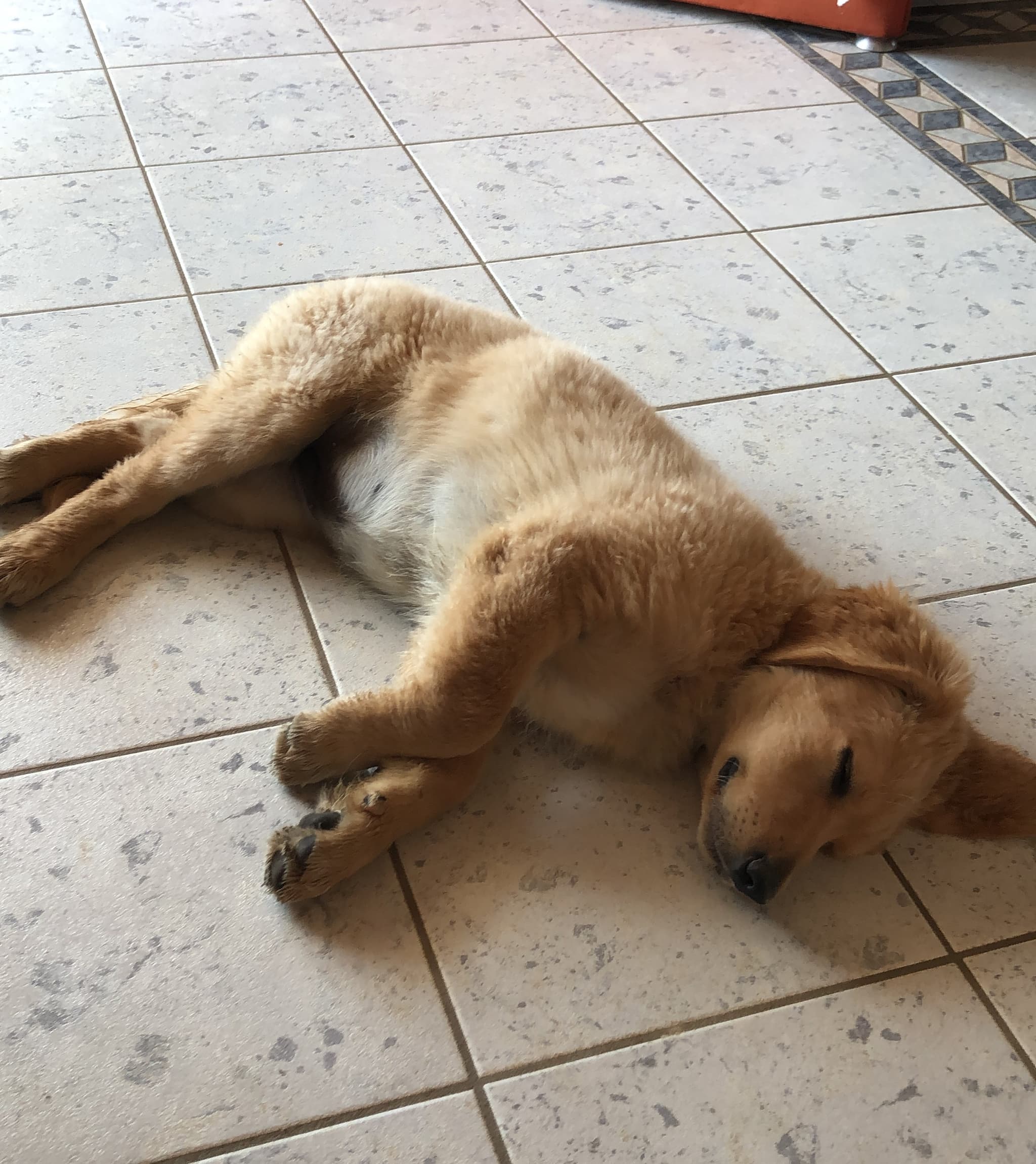 Bailey /images/hunde/bailey/images/20191122_Bailey07.jpg