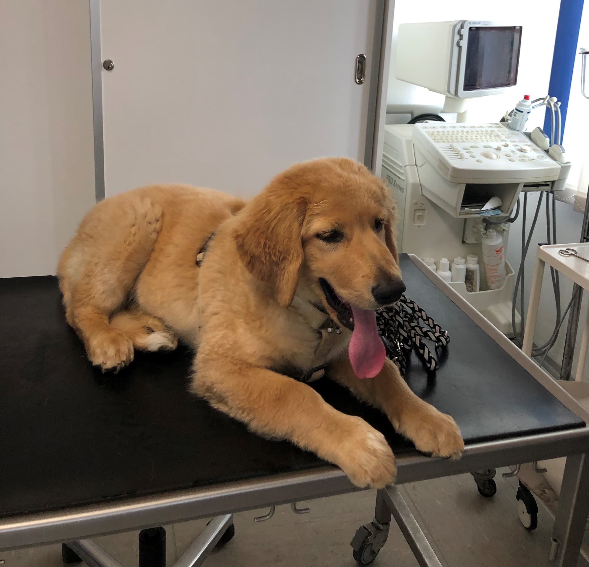 Bailey /images/hunde/bailey/images/20191122_Bailey08.jpg