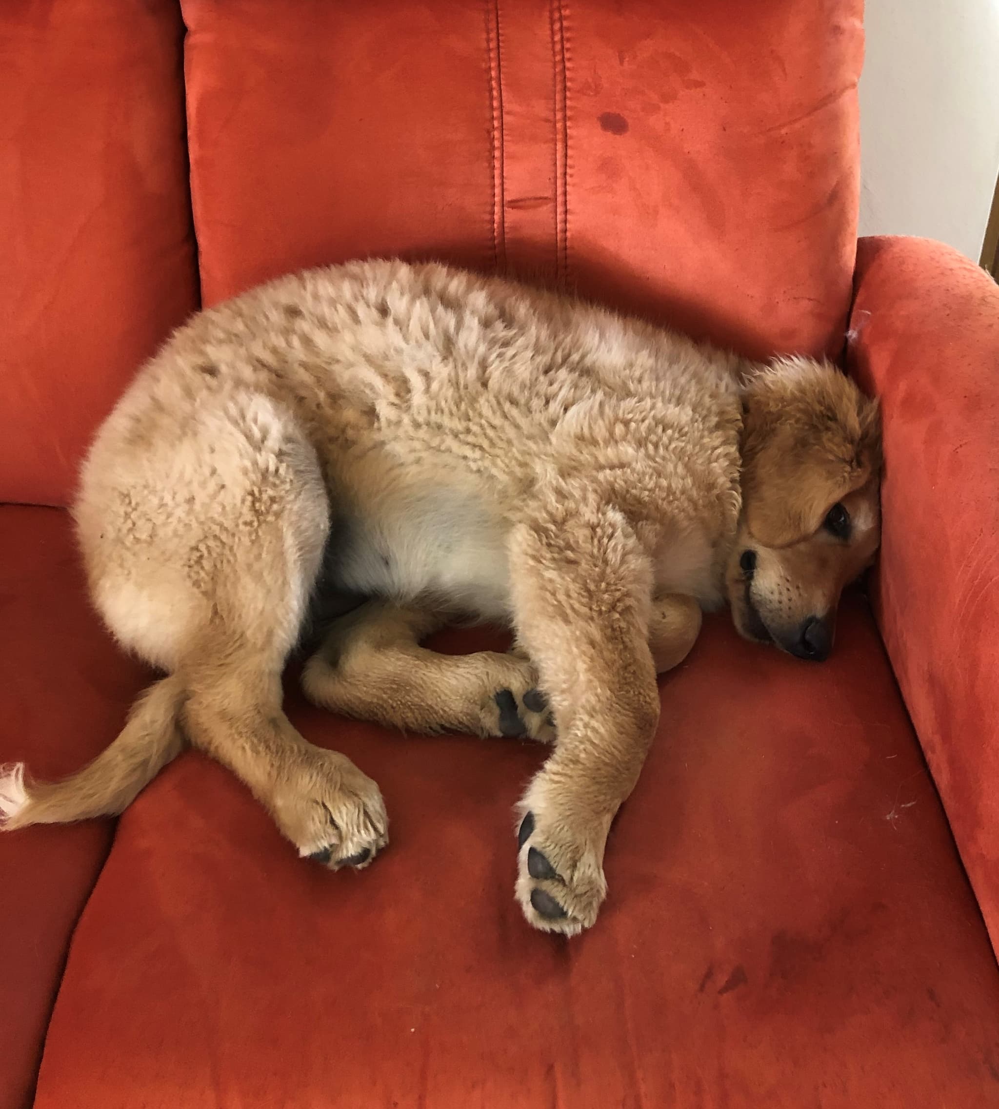 Bailey /images/hunde/bailey/images/20191122_Bailey09.jpg