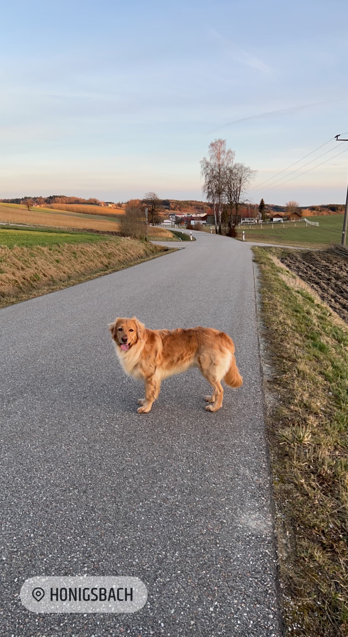 Bailey /images/hunde/bailey/images/20250502_IMG_0810.JPG