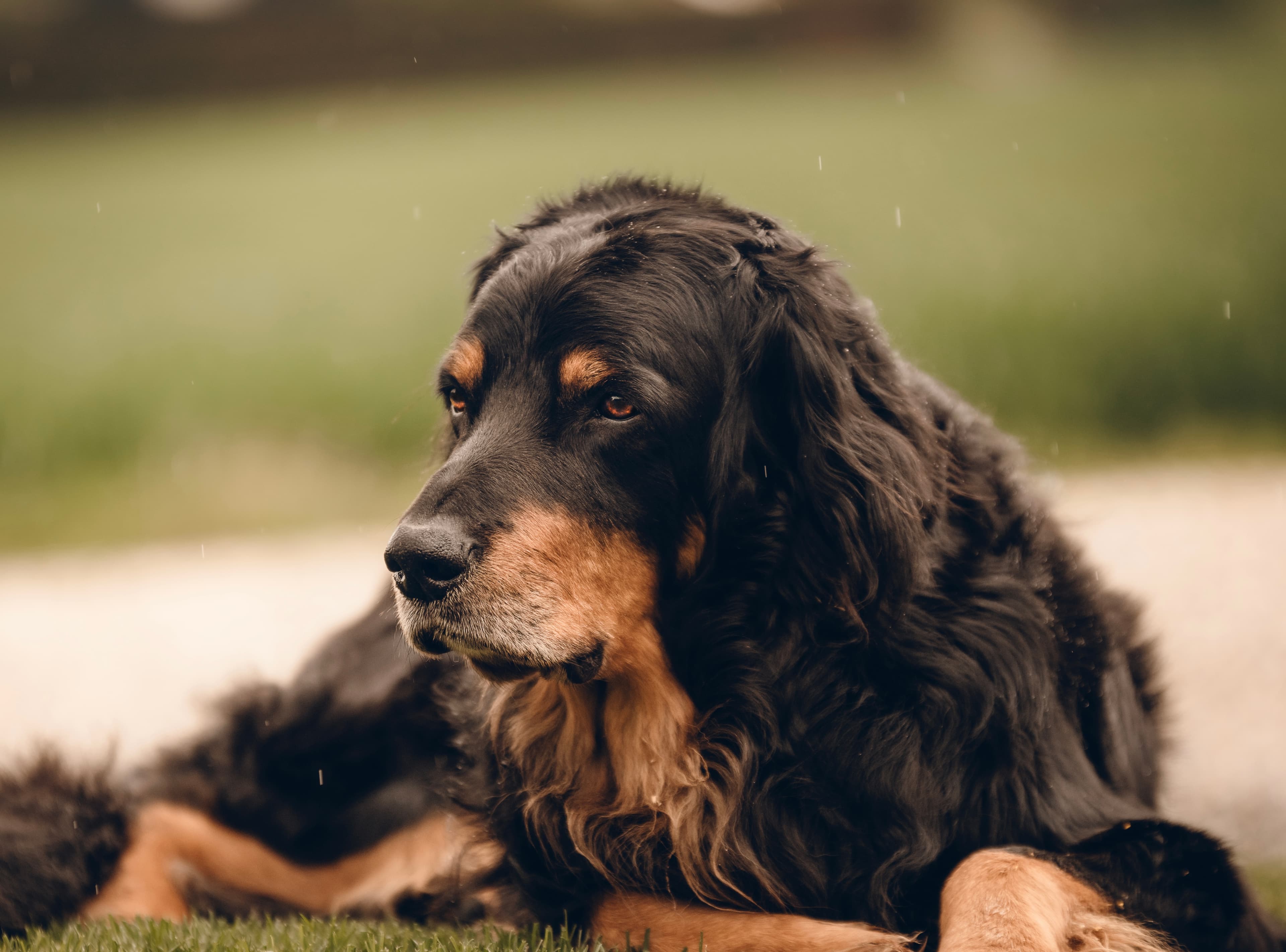 Dog image 5