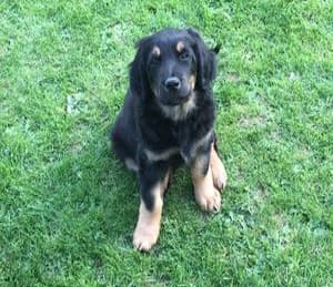 Buddy /images/hunde/buddy/images/20170630_Buddy_010.jpg