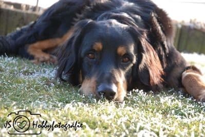 Buddy /images/hunde/buddy/images/20170630_Buddy_1.jpg