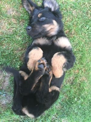 Buddy /images/hunde/buddy/images/20170630_Buddy_2.jpg