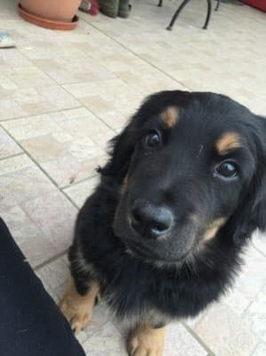 Buddy /images/hunde/buddy/images/20170630_Buddy_3.jpg