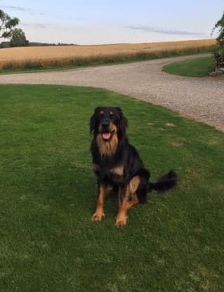 Buddy /images/hunde/buddy/images/20170630_Buddy_4.jpg