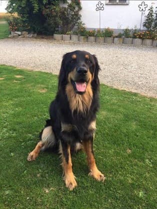 Buddy /images/hunde/buddy/images/20170630_Buddy_5.jpg