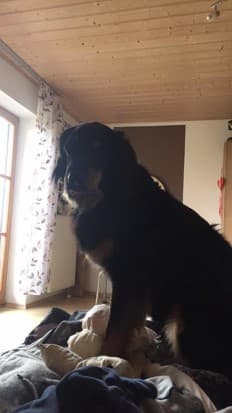 Buddy /images/hunde/buddy/images/20170630_Buddy_6.jpg