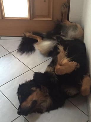 Buddy /images/hunde/buddy/images/20170630_Buddy_7.jpg