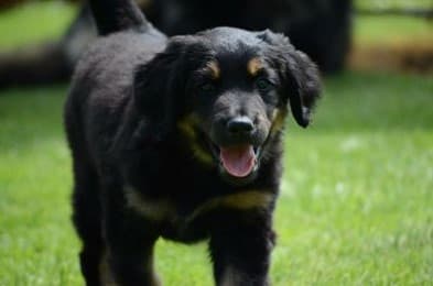 Buddy /images/hunde/buddy/images/20170630_Buddy_8.jpg
