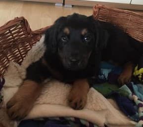 Buddy /images/hunde/buddy/images/20170630_Buddy_9.jpg