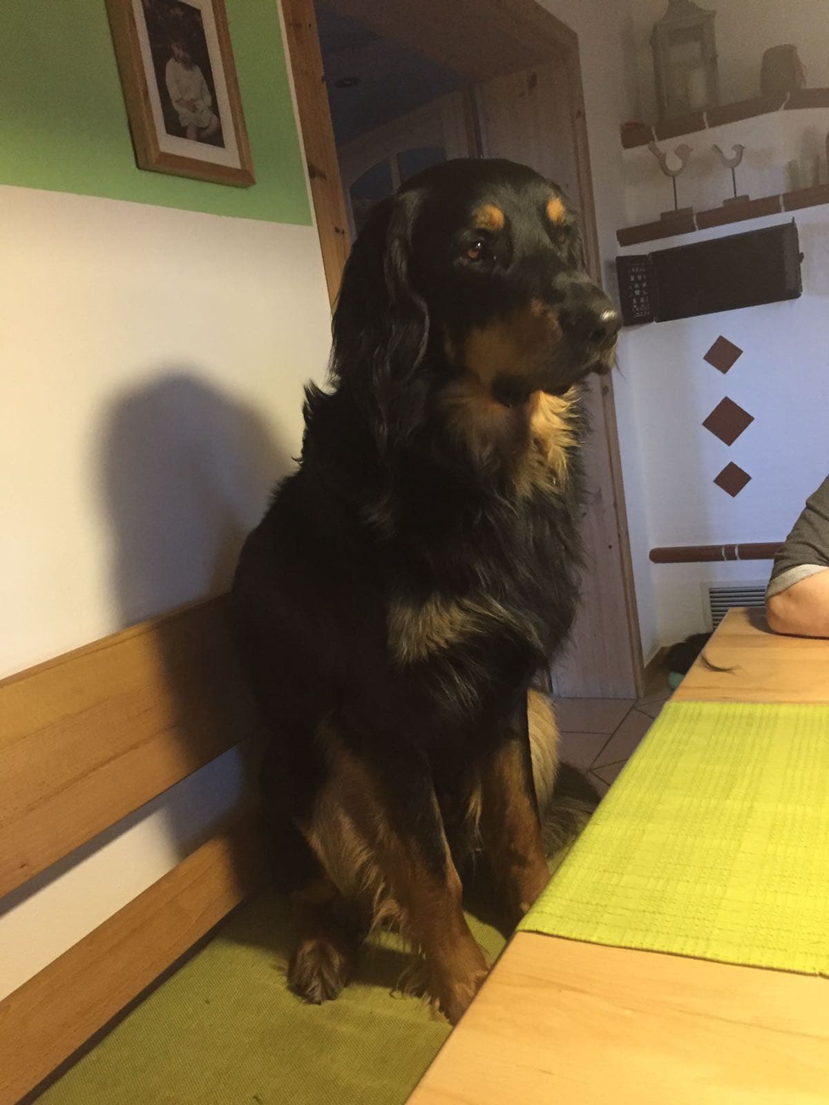 Buddy /images/hunde/buddy/images/20170724_buddy011.jpg