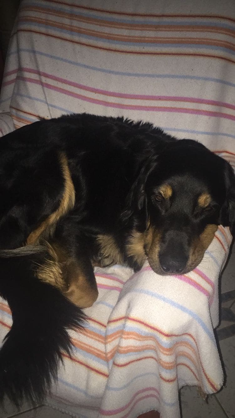 Buddy /images/hunde/buddy/images/20170724_buddy012.jpg