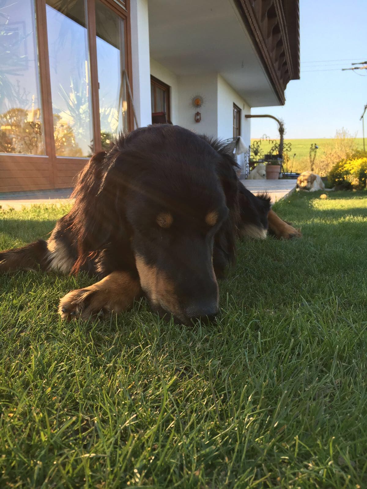 Buddy /images/hunde/buddy/images/20170726_Buddy-4.JPG