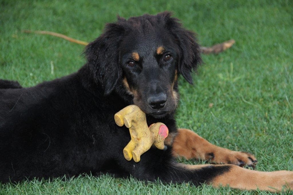 Buddy /images/hunde/buddy/images/20170727_buddy2.JPG