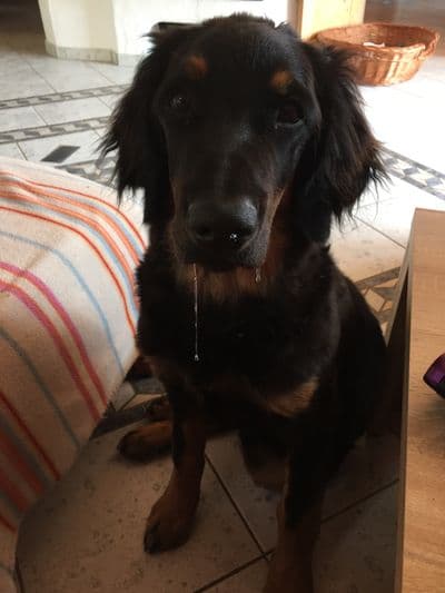 Buddy /images/hunde/buddy/images/20170727_buddy3.JPG