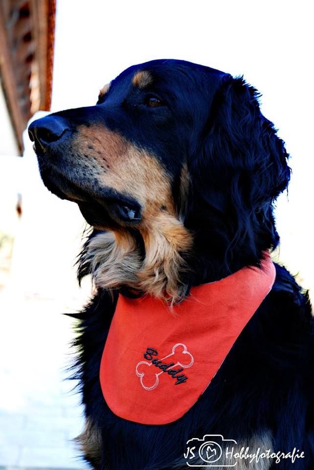 Buddy /images/hunde/buddy/images/20170828_Buddy.jpg