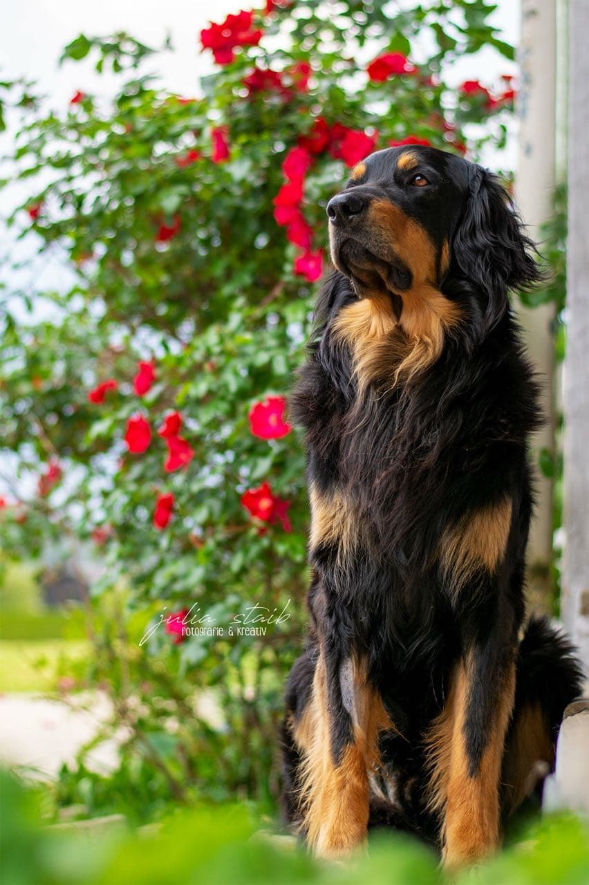 Buddy /images/hunde/buddy/images/20180731_buddy.jpg