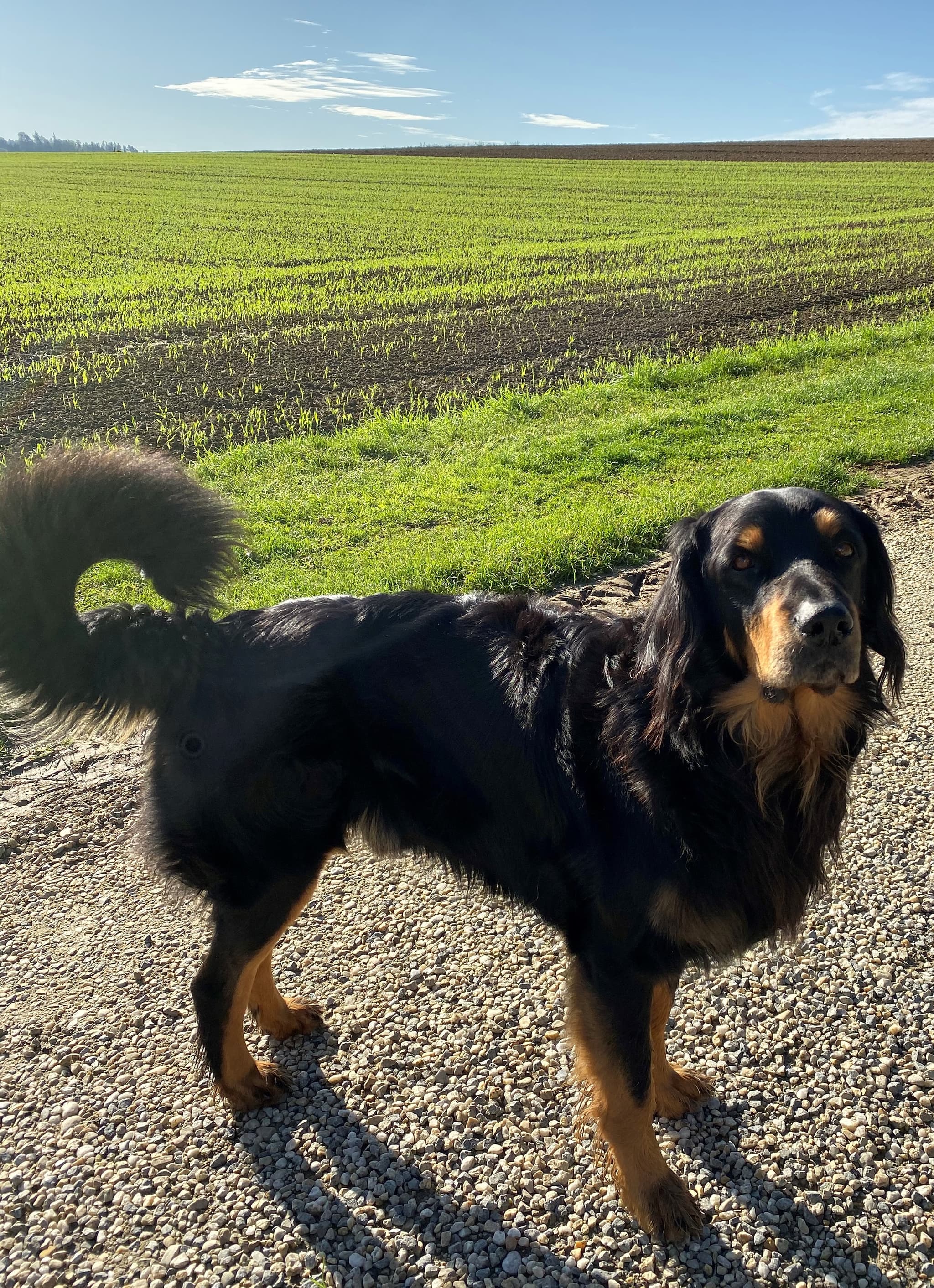 Buddy /images/hunde/buddy/images/20191122_Buddy2.jpg