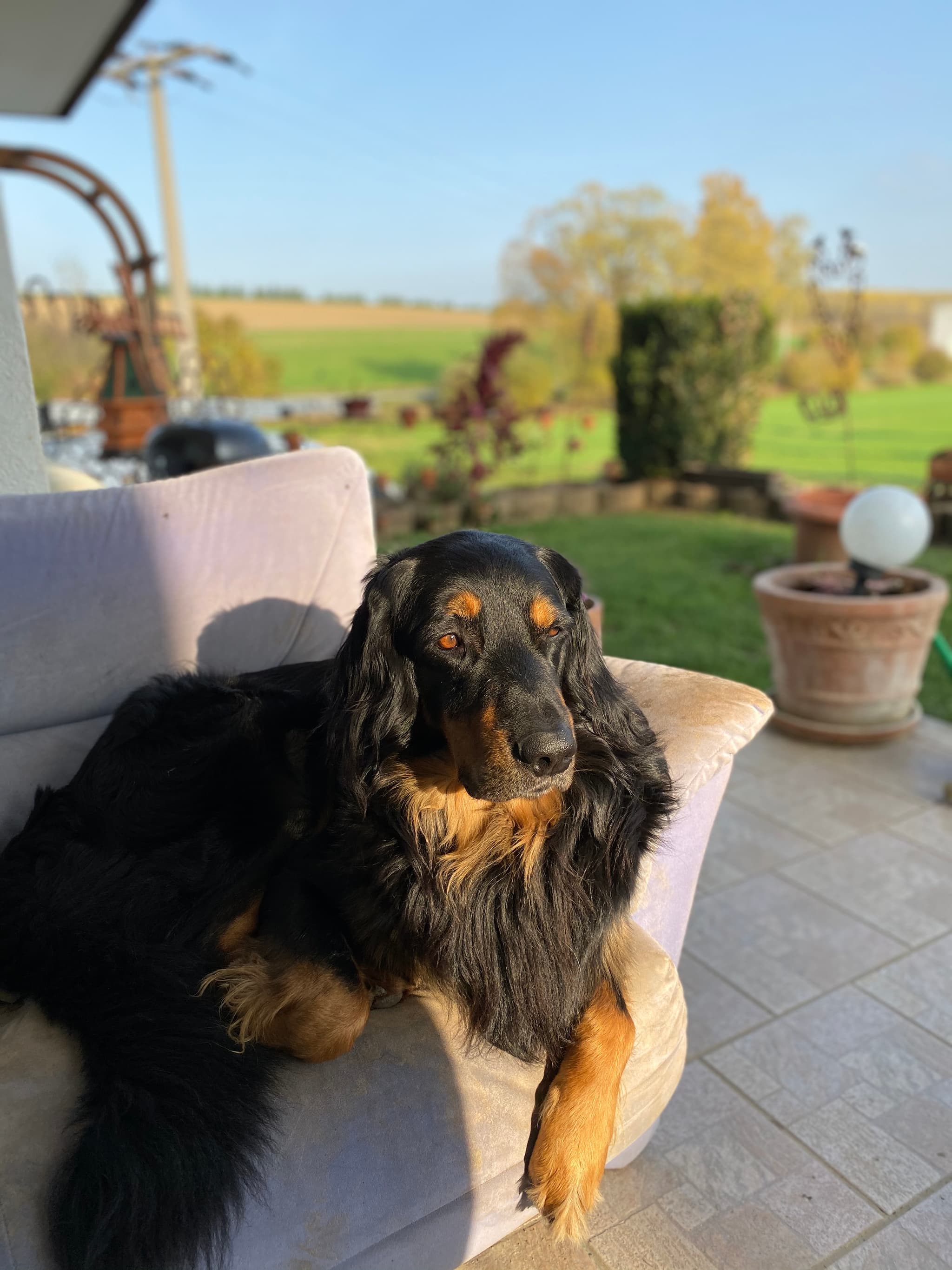 Buddy /images/hunde/buddy/images/20191122_Buddy4.jpg