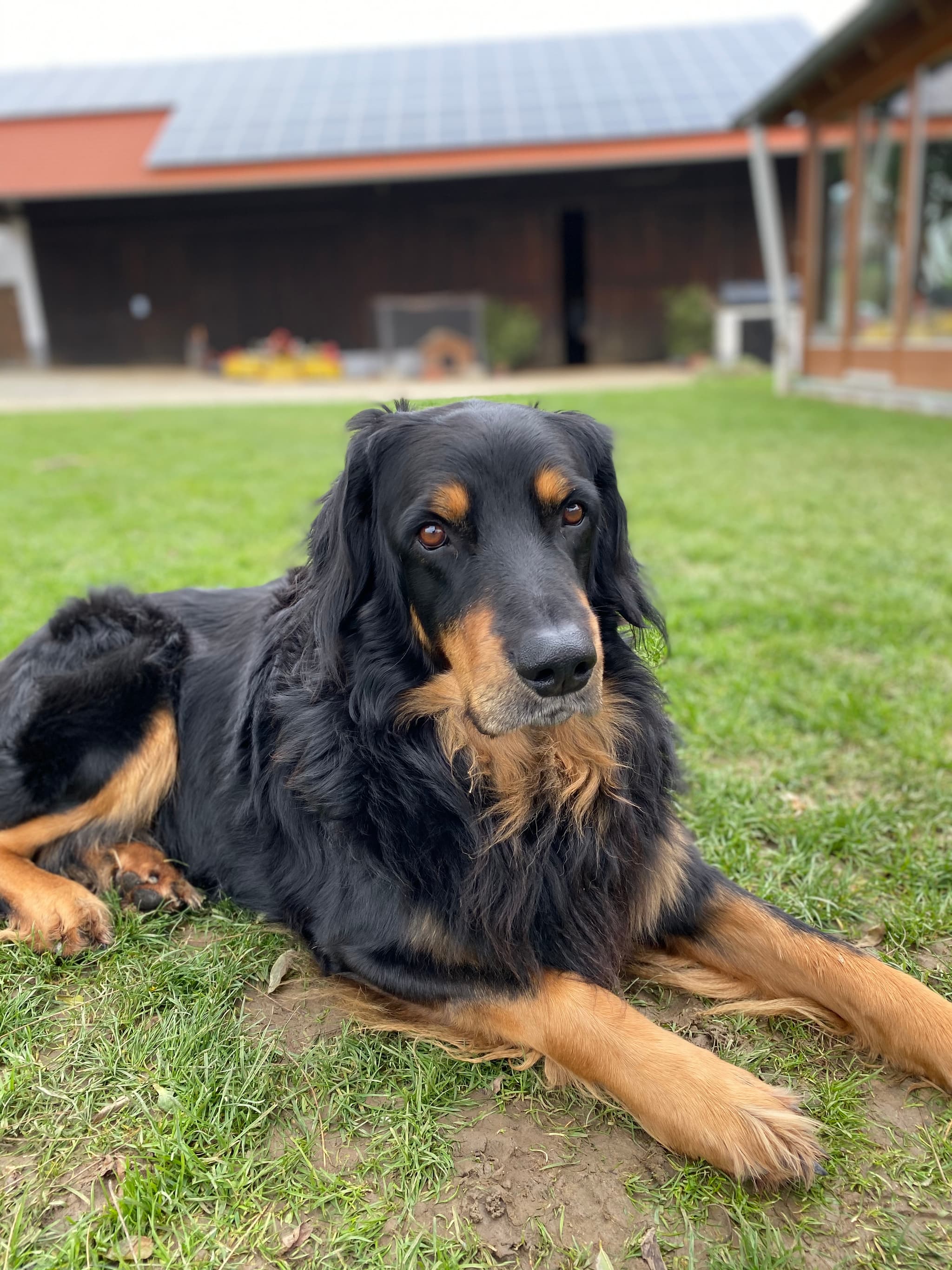 Buddy /images/hunde/buddy/images/20191122_Buddy6.jpg