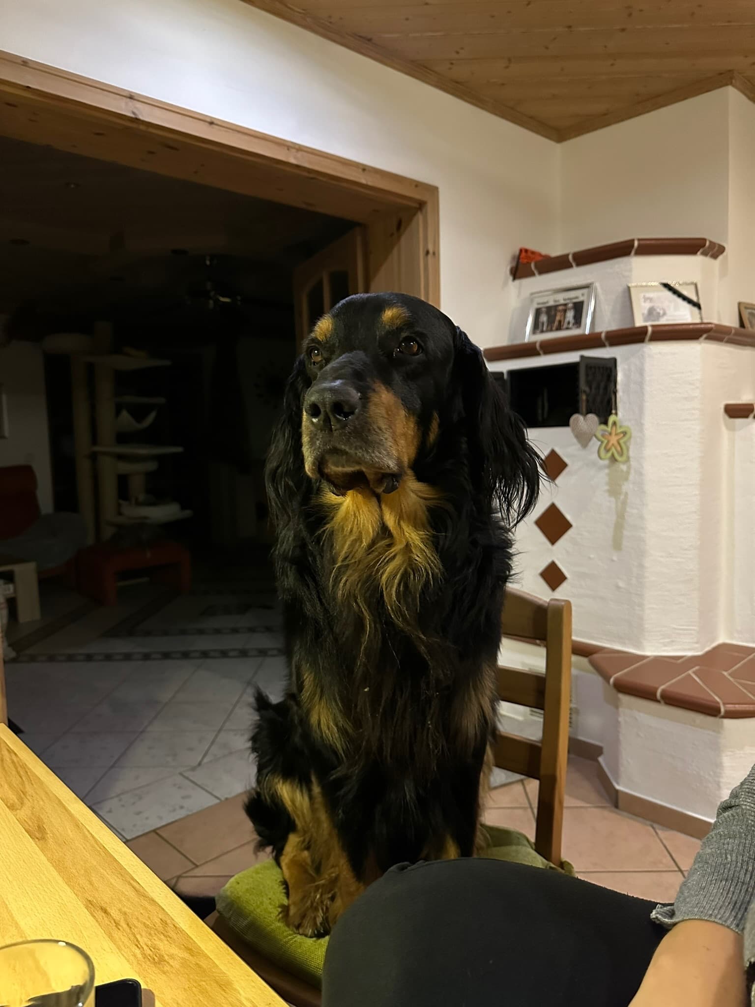 Buddy /images/hunde/buddy/images/20231007_IMG_1949.JPG