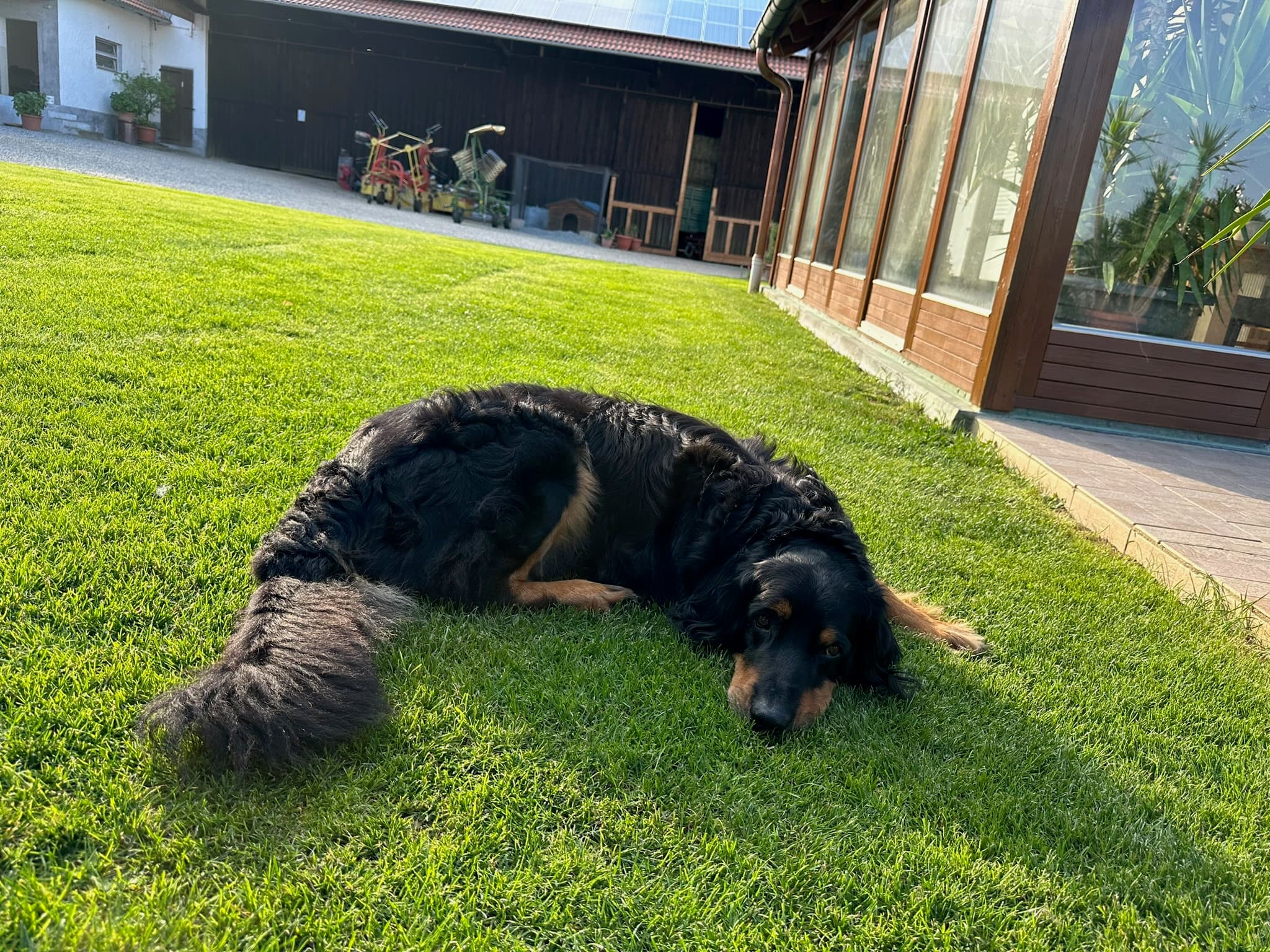 Buddy /images/hunde/buddy/images/20240711_IMG_4983.JPG