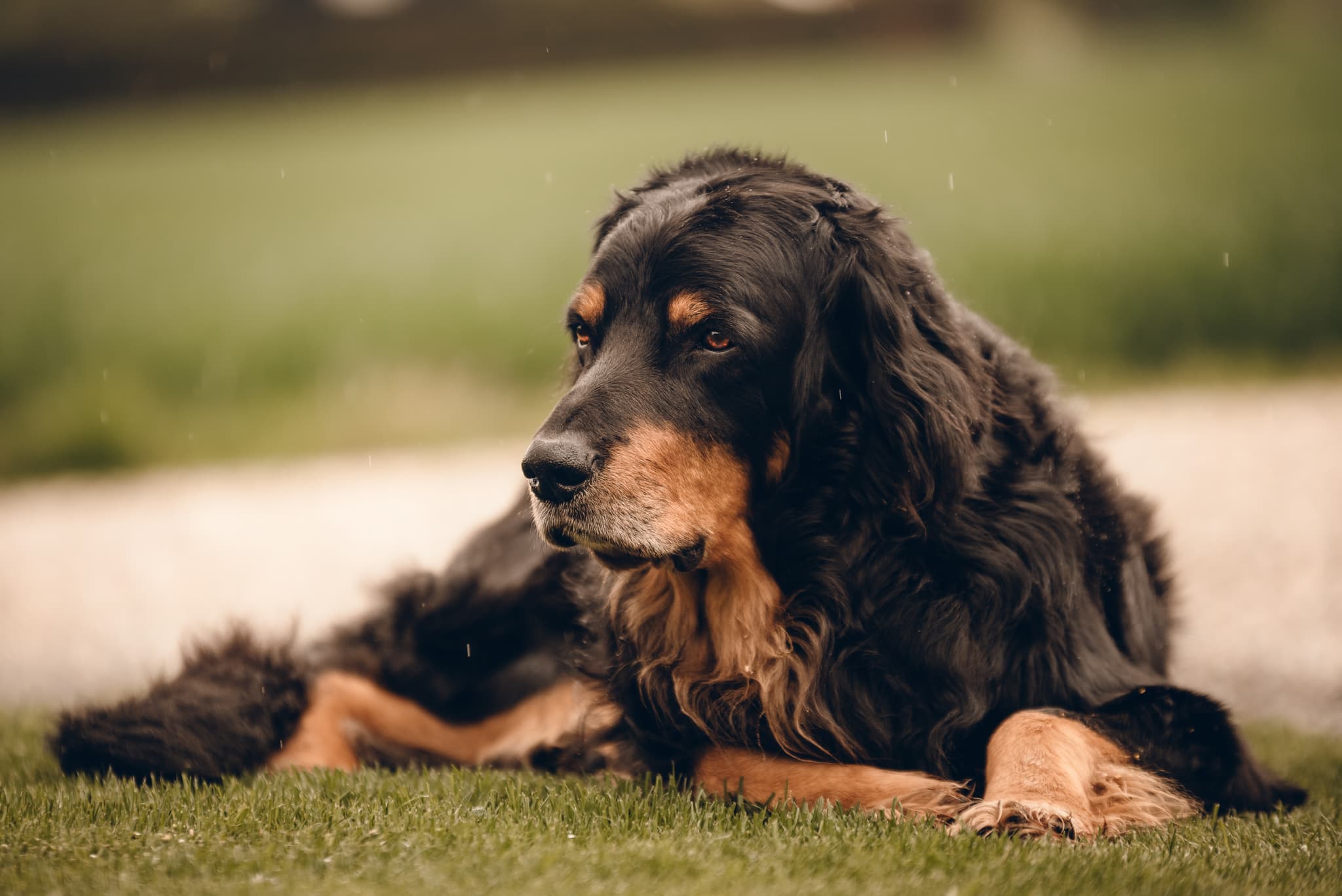 Buddy /images/hunde/buddy/images/20250510_buddy_IMG_2590.jpg