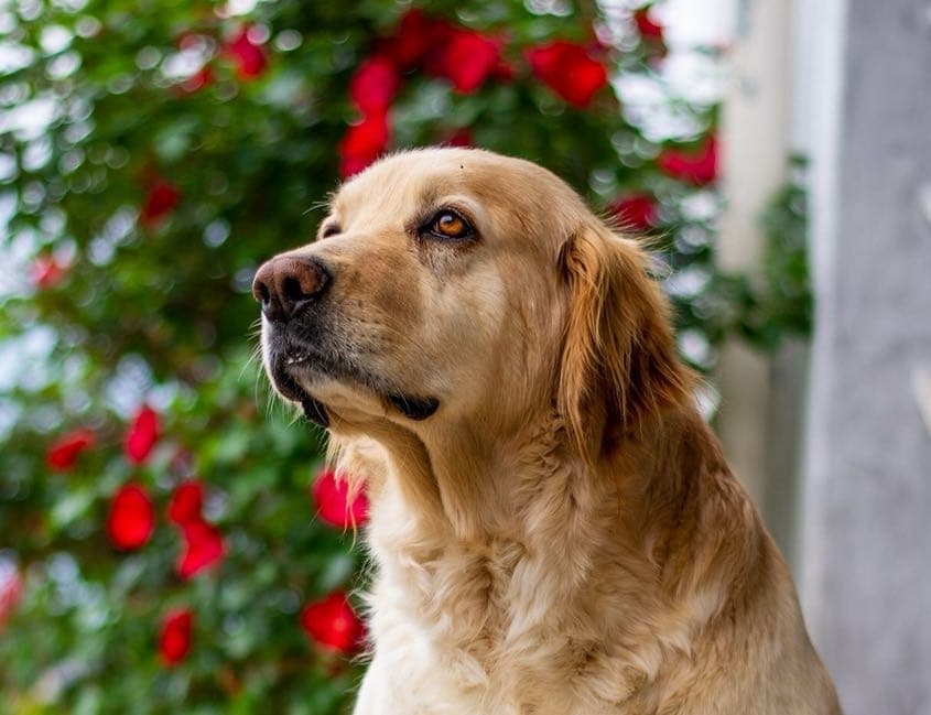 Dog image 7