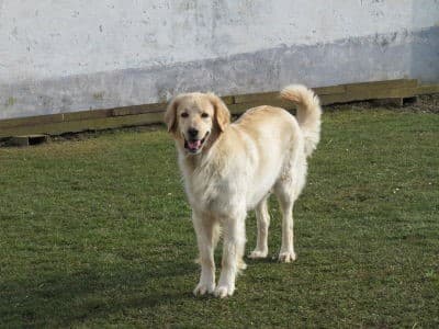 Joy /images/hunde/joy/images/20170630_Joy_2.jpg