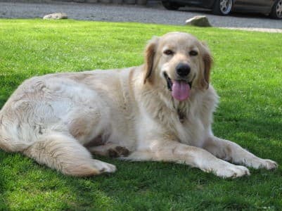 Joy /images/hunde/joy/images/20170630_Joy_5.jpg