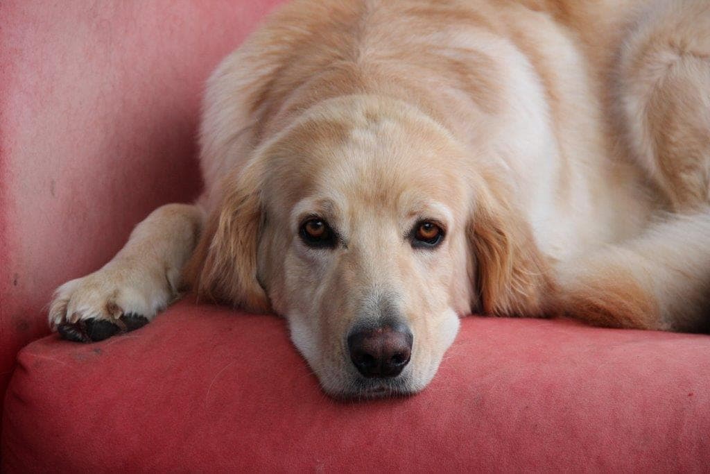 Joy /images/hunde/joy/images/20170727_joy4.JPG
