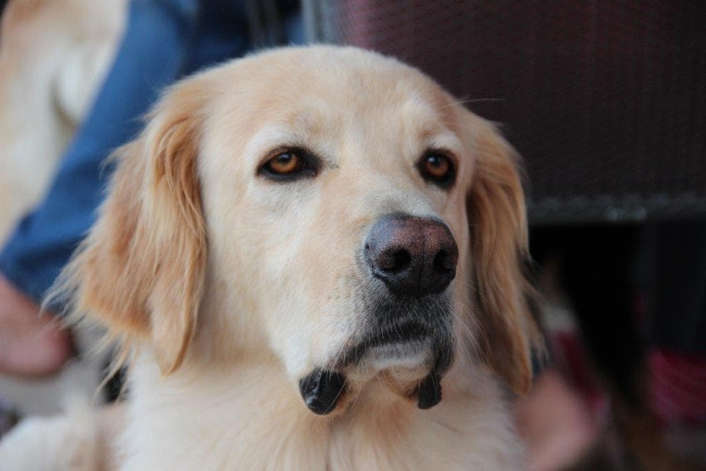 Joy /images/hunde/joy/images/20170727_joy5.JPG