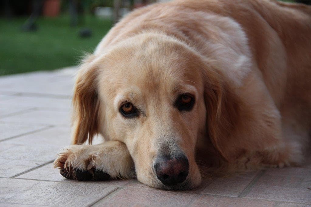 Joy /images/hunde/joy/images/20170727_joy6.JPG