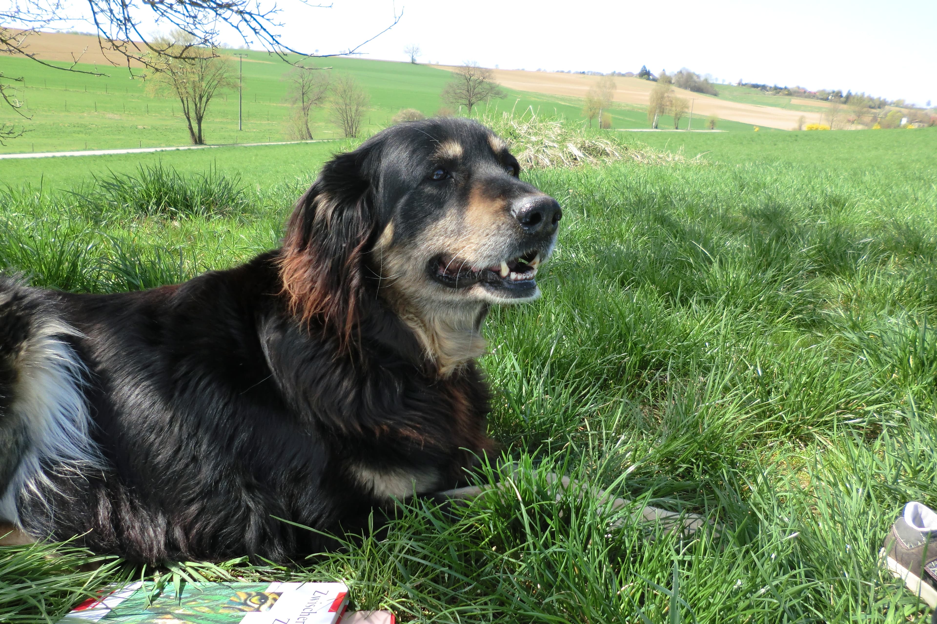 Dog image 10
