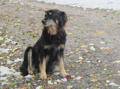 Lady /images/hunde/lady/images/20070630_UnsereHunde_Lady1.jpg