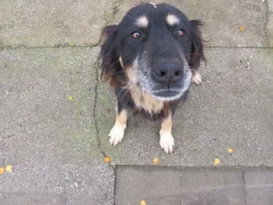 Lady /images/hunde/lady/images/20070630_UnsereHunde_Lady2.jpg