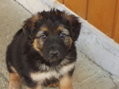 Lady /images/hunde/lady/images/20080509-1.jpg