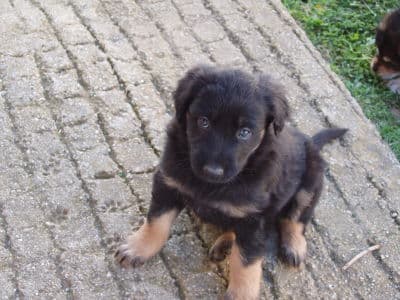Lady /images/hunde/lady/images/20080509-7.jpg