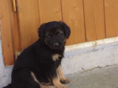 Lady /images/hunde/lady/images/20080509-9.jpg
