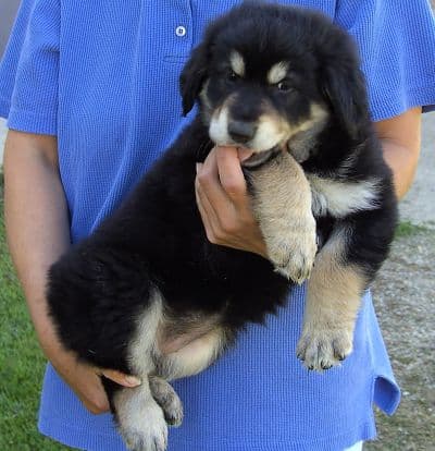 Lady /images/hunde/lady/images/20080509-bild0013.jpg