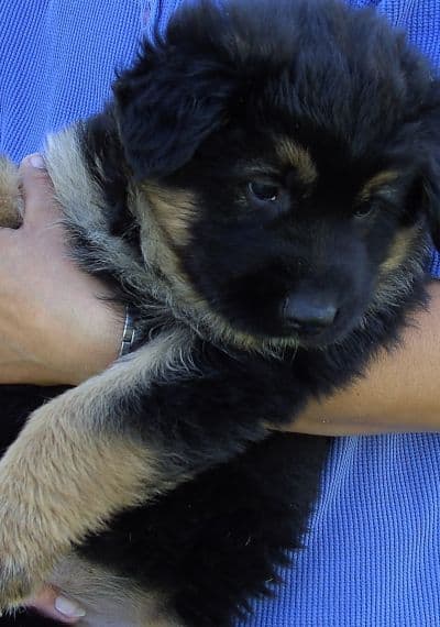 Lady /images/hunde/lady/images/20080509-bild0014.jpg